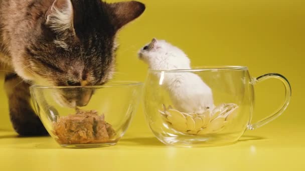 猫のための食品 猫はハムスターを無視して猫の食べ物を食べる — ストック動画