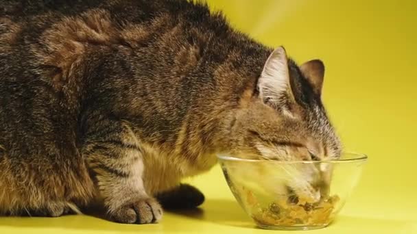 猫料理 猫は猫の餌を食べる — ストック動画