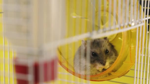 Des Rongeurs Hamsters Dans Une Cage Avec Une Roue Roulement — Video