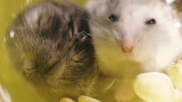 Nagetiere Porträt Eines Hamsters Nahaufnahme Makroaufnahme — Stockvideo