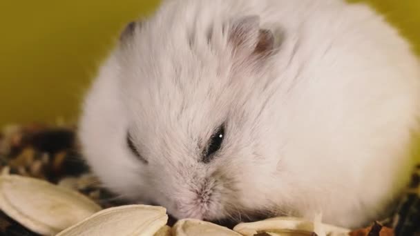 Nagetiere Porträt Eines Hamsters Nahaufnahme Makroaufnahme — Stockvideo