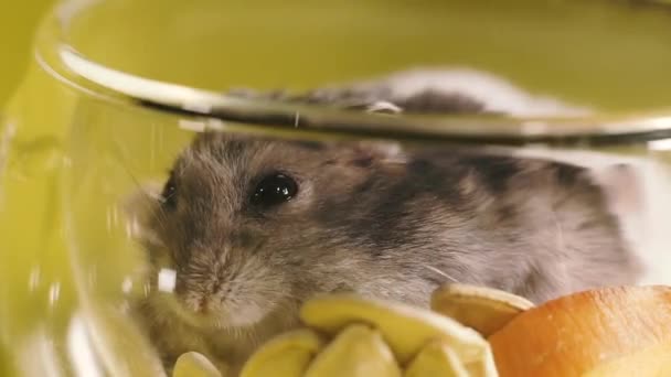 Des Rongeurs Portrait Hamster Gros Plan Macro Shot — Video