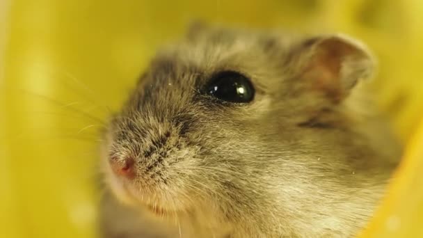 Rodents Portrait Hamster Close Macro Shot — Stock Video