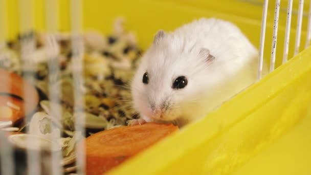 Roedores Hamsters Nas Gaiolas Comem Cenouras — Vídeo de Stock