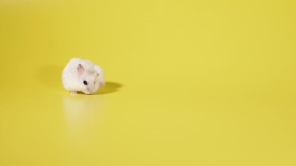 Roedor Hamster Corre Sobre Fundo Amarelo — Vídeo de Stock