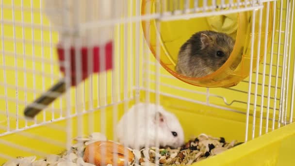 Des Rongeurs Hamsters Dans Une Cage Avec Une Roue Roulement — Video