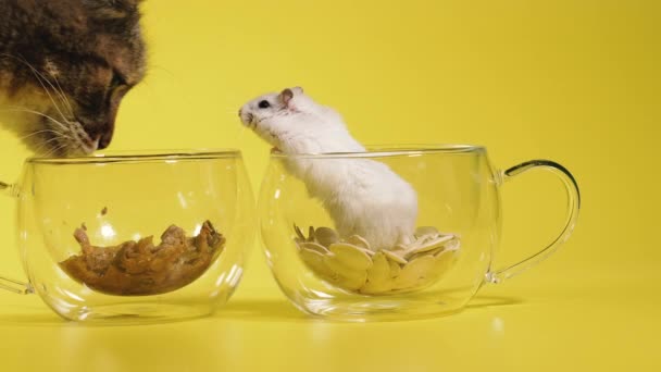 Comida Para Gato Gato Come Comida Gato Ignorando Los Hámsters — Vídeos de Stock