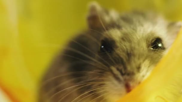 Knaagdieren Portret Van Een Hamster Close Macro Injectie — Stockvideo