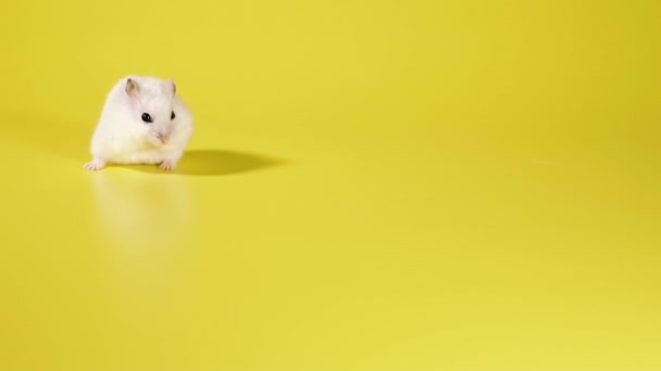 啮齿动物仓鼠在黄色的背景上奔跑 — 图库视频影像