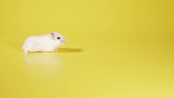 Roedor Hamster Corre Sobre Fundo Amarelo — Vídeo de Stock