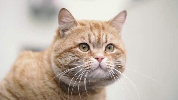 Gato Rojo Red Street Cat — Vídeo de stock