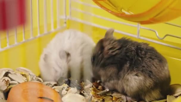 Τρωκτικά Χάμστερ Στα Κλουβιά Τρώνε Καρότα — Αρχείο Βίντεο