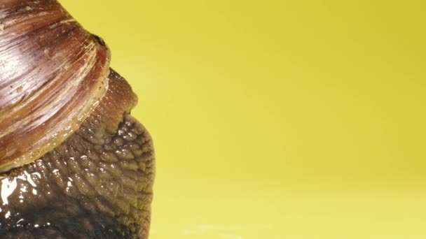 カタツムリ 黄色の背景に忍び寄るカタツムリ マクロショット — ストック動画