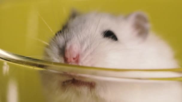 Rodents Portrait Hamster Close Macro Shot — Stock Video