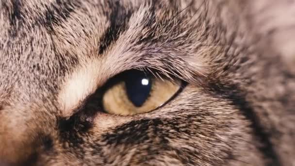 Œil. Œil du chat. Macro shot .