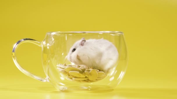 Kemirgen Hamster Çay Için Şeffaf Bir Fincanda Oturuyor — Stok video