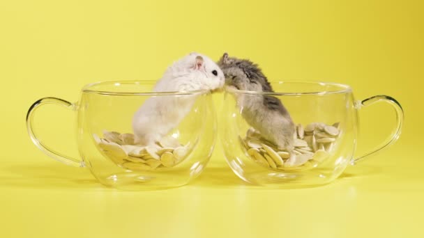 Rodents Two Hamsters Make House Transparent Cup Coffee — Stock Video