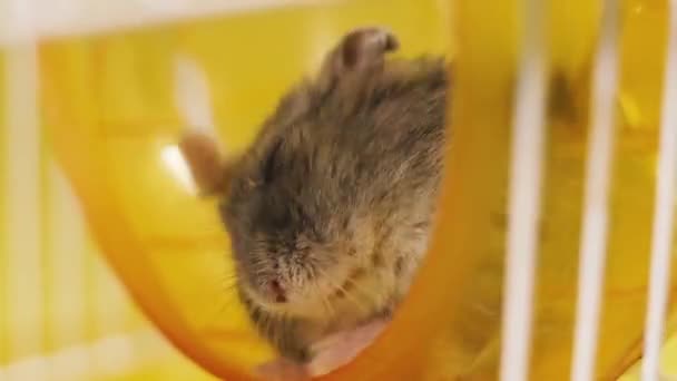 Nagetier Der Hamster Wäscht Sein Gesicht — Stockvideo