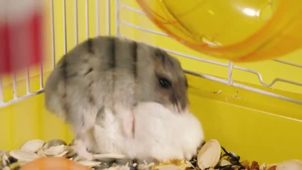 Sexo Dois Hamsters Acasalam Uma Jaula — Vídeo de Stock