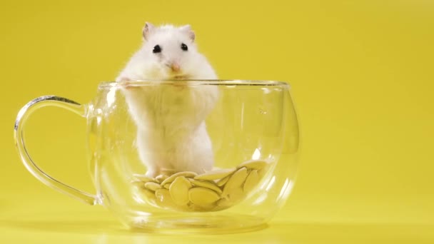 Knaagdier Hamster Zit Een Doorzichtig Kopje Thee — Stockvideo