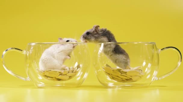 Nagetiere Zwei Hamster Bauen Haus Durchsichtiger Tasse Mit Kaffee — Stockvideo