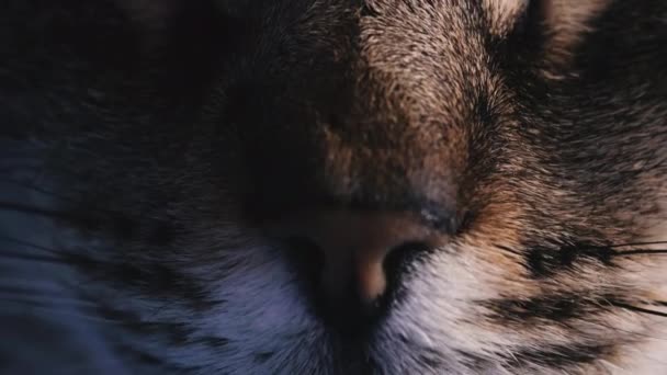 Naso Naso Gatto Che Dorme Macro Sparato — Video Stock