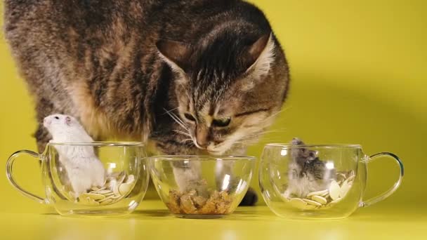 Comida Para Gato Gato Come Comida Gato Ignorando Los Hámsters — Vídeos de Stock