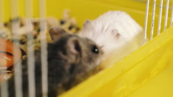 啮齿类动物笼中的仓鼠吃胡萝卜 — 图库视频影像