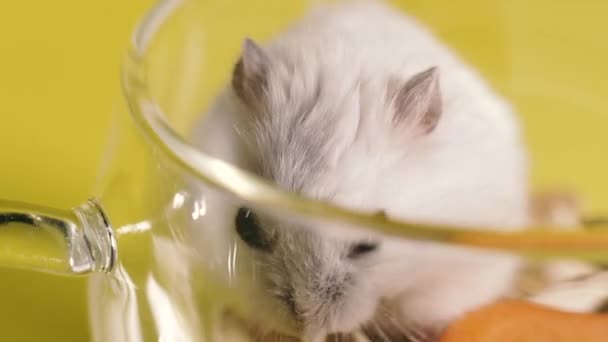 Nagetiere Porträt Eines Hamsters Nahaufnahme Makroaufnahme — Stockvideo