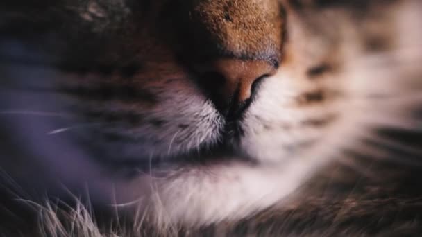 Naso Naso Gatto Che Dorme Macro Sparato — Video Stock