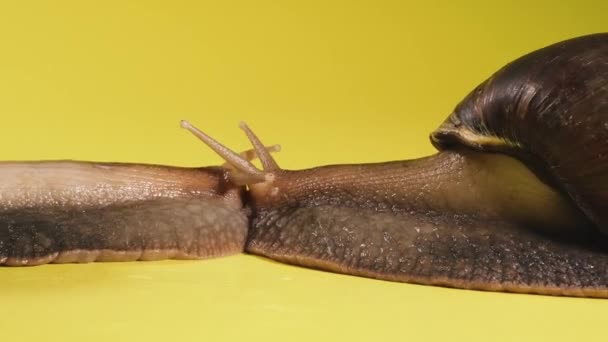 Schnecke Schnecke Kriechend Auf Gelbem Grund Makroaufnahme — Stockvideo