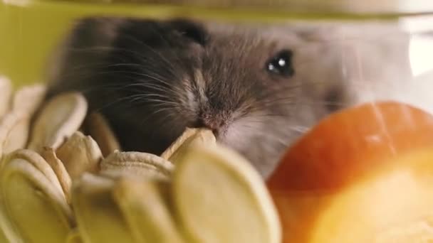 Nagetiere Porträt Eines Hamsters Nahaufnahme Makroaufnahme — Stockvideo