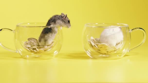 Roedores Dois Hamsters Fazem Uma Casa Uma Xícara Transparente Com — Vídeo de Stock
