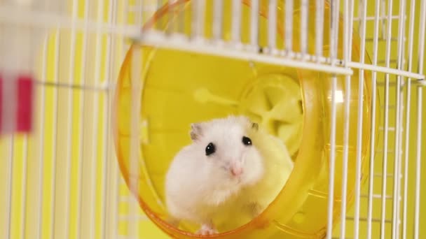 Knaagdieren Hamsters Een Kooi Met Een Loopwiel — Stockvideo