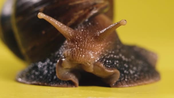 Ślimak Ślimak Skradający Się Żółtym Tle Strzał Makro — Wideo stockowe
