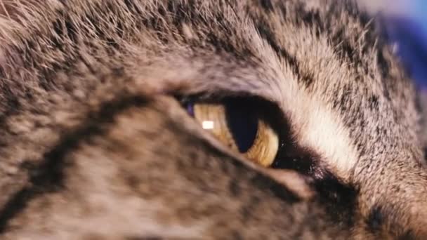 Oog Oog Van Kat Macro Injectie — Stockvideo