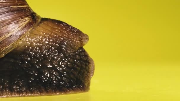 Snail Snail Creeping Yellow Background Macro Shot — Stock Video