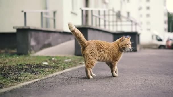 Gato Vermelho Gato Rua Vermelho — Vídeo de Stock