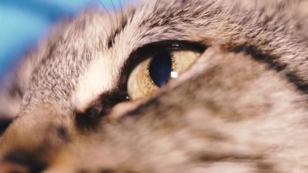 Oog Oog Van Kat Macro Injectie — Stockvideo