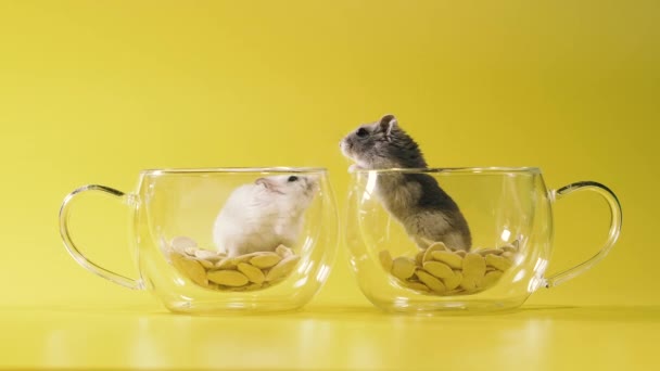 Roedores Dois Hamsters Fazem Uma Casa Uma Xícara Transparente Com — Vídeo de Stock