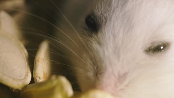 Rodents Portrait Hamster Close Macro Shot — Stock Video