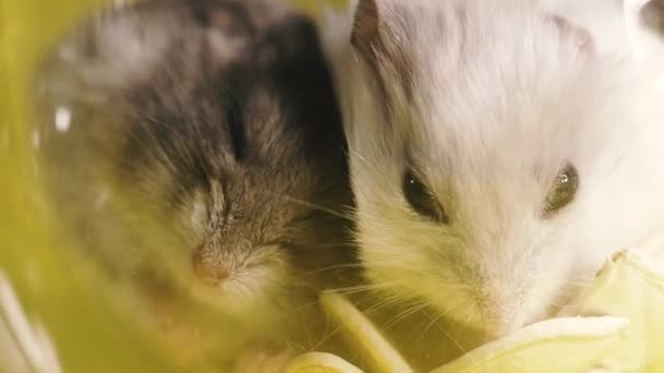 Rodents Portrait Hamster Close Macro Shot — Stock Video