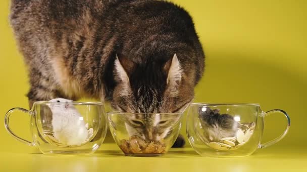 猫のための食品 猫はハムスターを無視して猫の食べ物を食べる — ストック動画