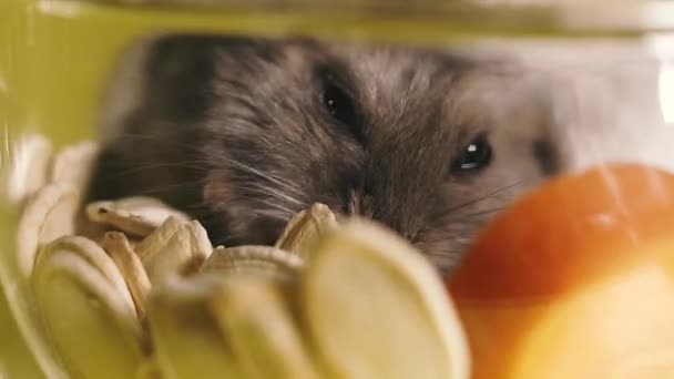 啮齿类动物仓鼠特写特写 宏观射门 — 图库视频影像