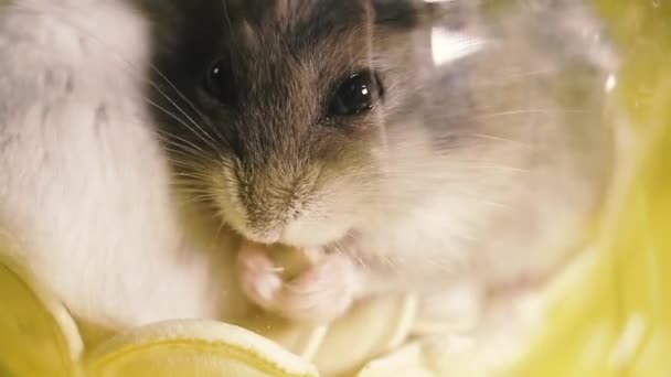 Kemirgenler Bir Hamsterın Portresi Makro Çekim — Stok video