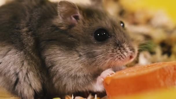 Des Rongeurs Portrait Hamster Gros Plan Macro Shot — Video