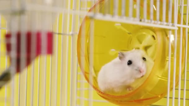 Rodents Hamsters Cage Running Wheel — Stock Video