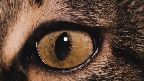 Eye Eye Cat Macro Shot — Stock Video