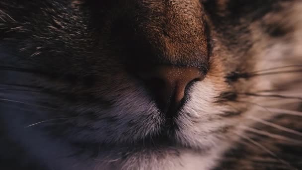 Нос Нос Спящего Кота Макро Выстрел — стоковое видео