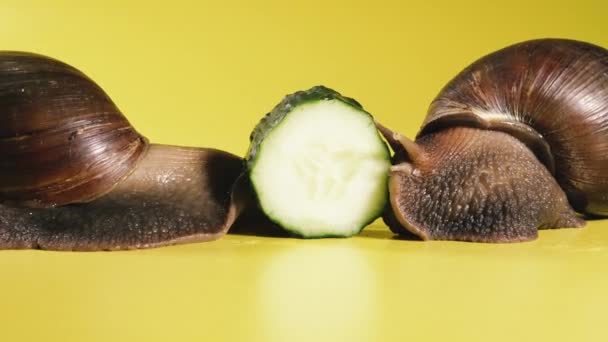 Зелений Огірок Равлики Їдять Зелений Огірок — стокове відео